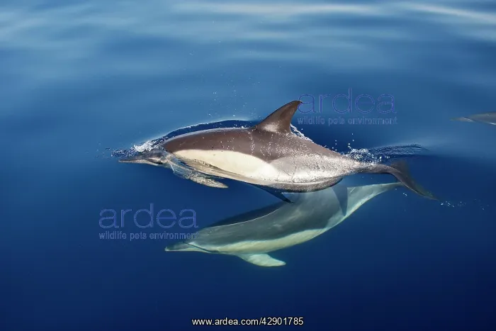 : Common Dolphins - swimming in the strait of Gibraltar : Common Dolphins - swimming in the strait of Gibraltar