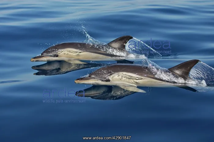 : Common Dolphins - swimming in the strait of Gibraltar : Common Dolphins - swimming in the strait of Gibraltar