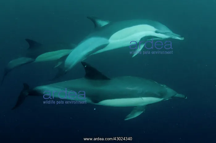  : Common Dolphins trio swimming