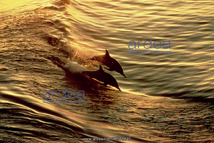: Common Dolphins - two, leaping through water : Common Dolphins - two, leaping through water