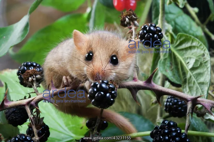 : Common Dormouse (muscardinus avellanarius), Normandy : Common Dormouse (muscardinus avellanarius), Normandy
