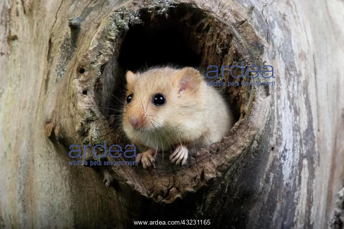: Common Dormouse (muscardinus avellanarius), standing : Common Dormouse (muscardinus avellanarius), standing