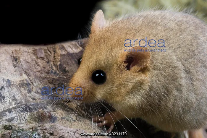 : Common Dormouse (muscardinus avellanarius), Normandy : Common Dormouse (muscardinus avellanarius), Normandy