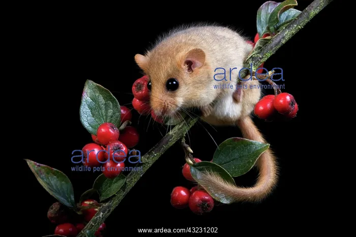 : Common Dormouse (muscardinus avellanarius), standing : Common Dormouse (muscardinus avellanarius), standing
