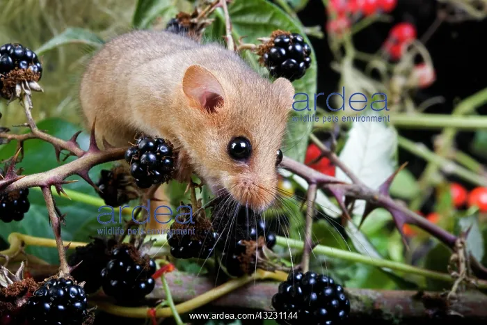 : Common Dormouse (muscardinus avellanarius), Adult : Common Dormouse (muscardinus avellanarius), Adult