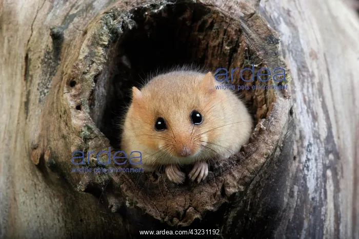 : Common Dormouse (muscardinus avellanarius), Adult : Common Dormouse (muscardinus avellanarius), Adult