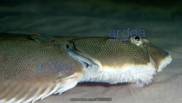 : Common / Dover Sole : Common / Dover Sole