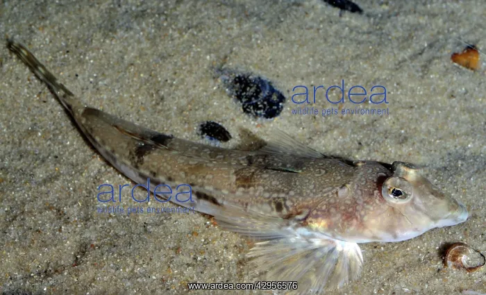 : Common Dragonet : Common Dragonet