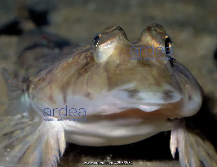 : Common Dragonet : Common Dragonet