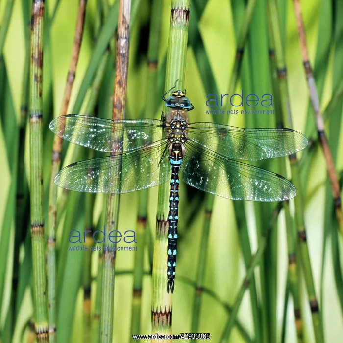  : Common Dragonfly