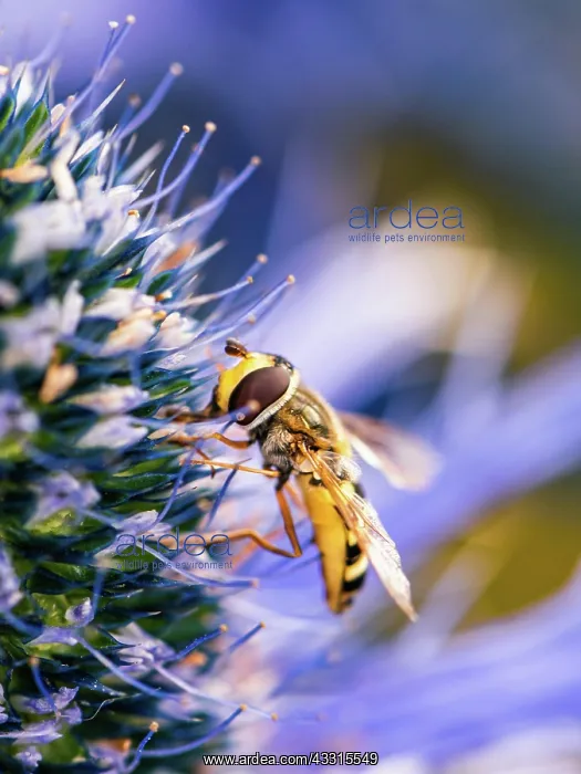 : Common Drone Fly (Eristalis tenax) on blue flower : Common Drone Fly (Eristalis tenax) on blue flower