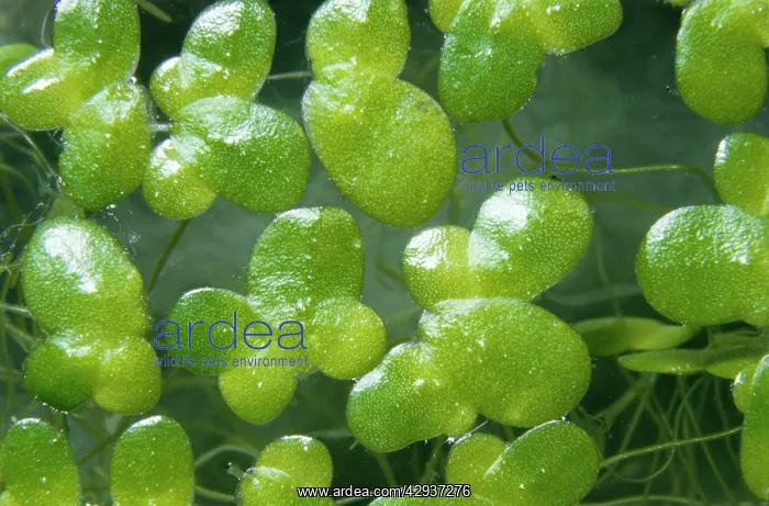 : Common Duckweed : Common Duckweed