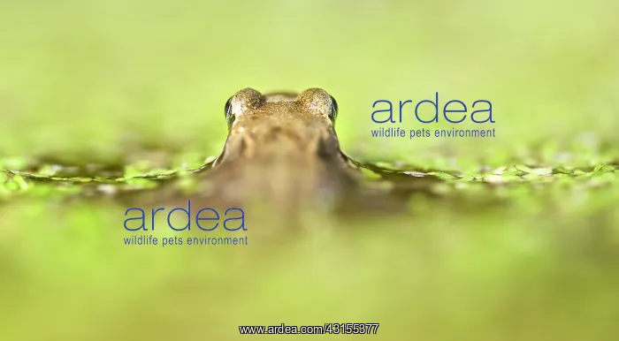 : Common Duckweed : Common Duckweed