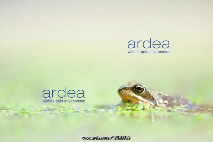 : Common Duckweed : Common Duckweed