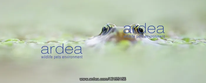 : Common Duckweed : Common Duckweed