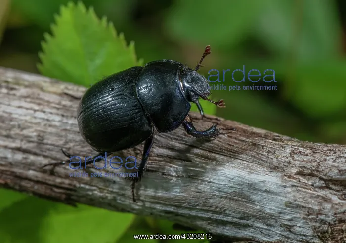  : Common Dumble Dor, Geotrupes spiniger, or simila