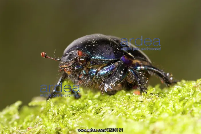 : Common Dung Beetle (Geotrupes stercorarius), Horse : Common Dung Beetle (Geotrupes stercorarius), Horse