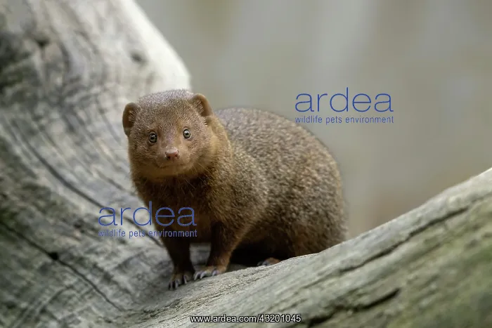  : Common Dwarf Mongoose (Helogale parvula), Ethiopia