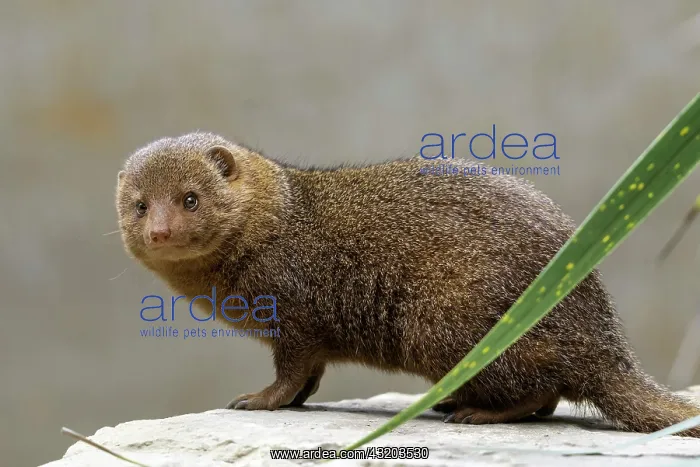 : Common Dwarf Mongoose (Helogale parvula), Ethiopia : Common Dwarf Mongoose (Helogale parvula), Ethiopia