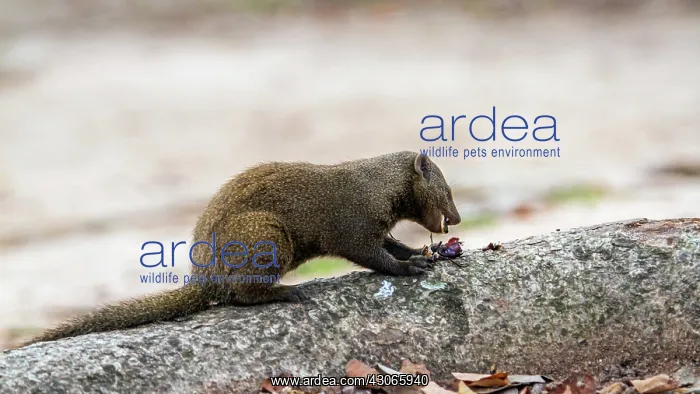 : Common dwarf mongoose in Kruger National park : Common dwarf mongoose in Kruger National park
