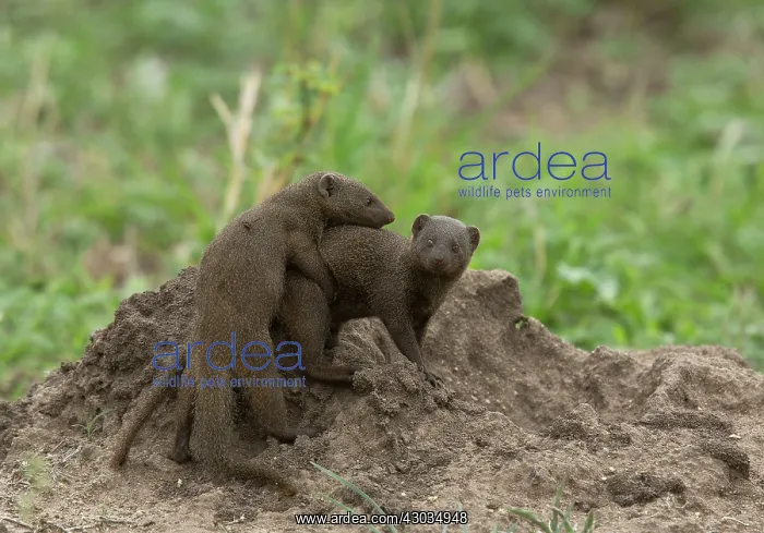 : Common Dwarf Mongoose pair playing Kruger National : Common Dwarf Mongoose pair playing Kruger National