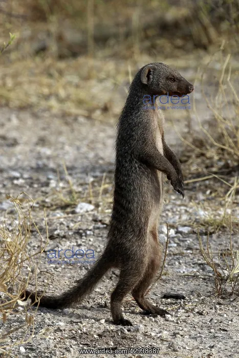 : Common Dwarf Mongoose - standing on hind legs : Common Dwarf Mongoose - standing on hind legs
