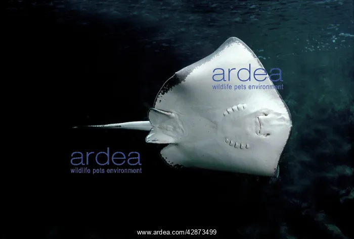 : Common Eagle Ray - underside : Common Eagle Ray - underside