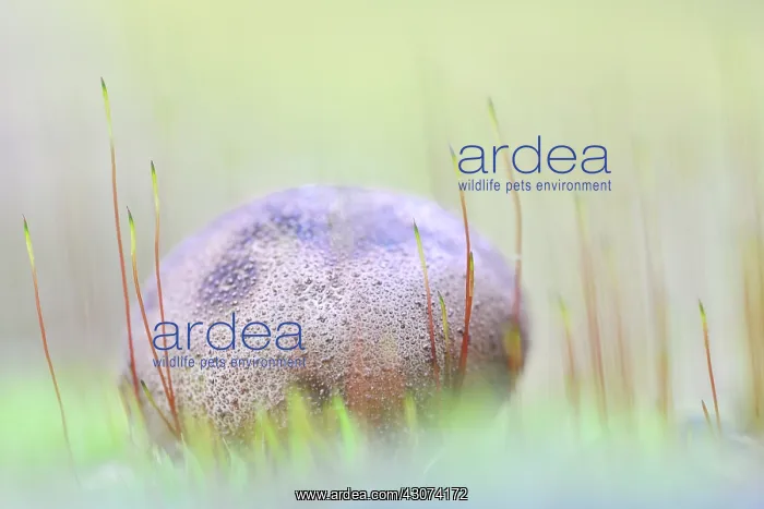 : Common earth ball : Common earth ball