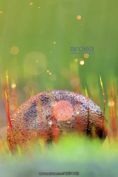 : Common earth ball : Common earth ball