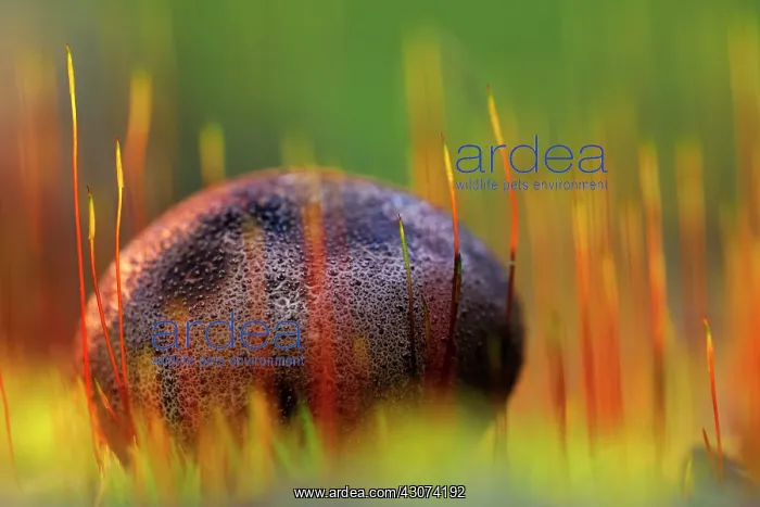 : Common Earthball : Common Earthball