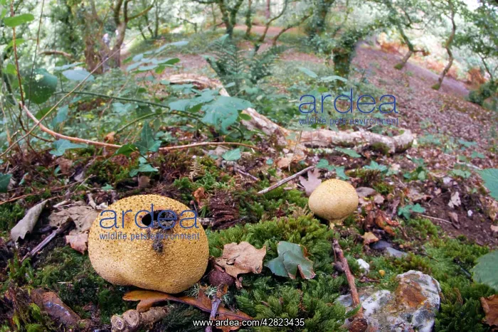 : Common Earthball - Godolphin Woods : Common Earthball - Godolphin Woods