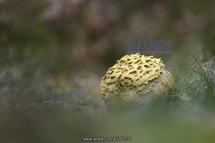  : Common Earthball (Scleroderma citrinum) on the