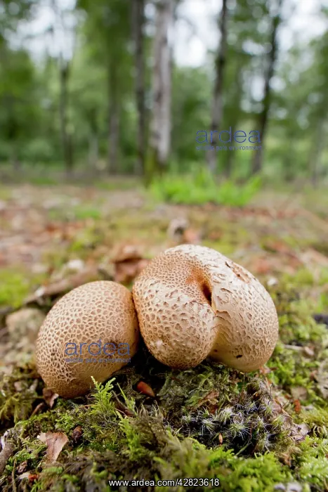 : Common Earthballs : Common Earthballs