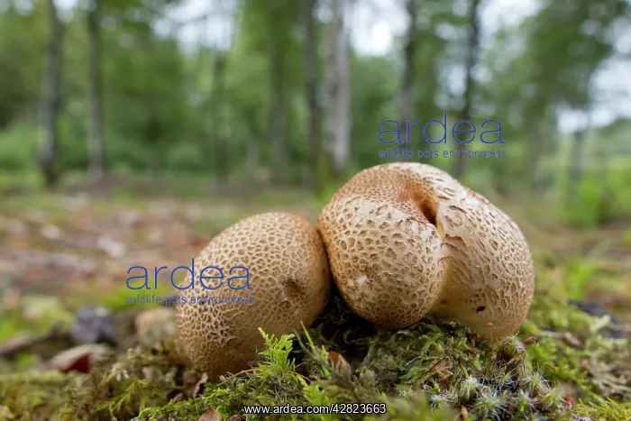 : Common Earthballs : Common Earthballs