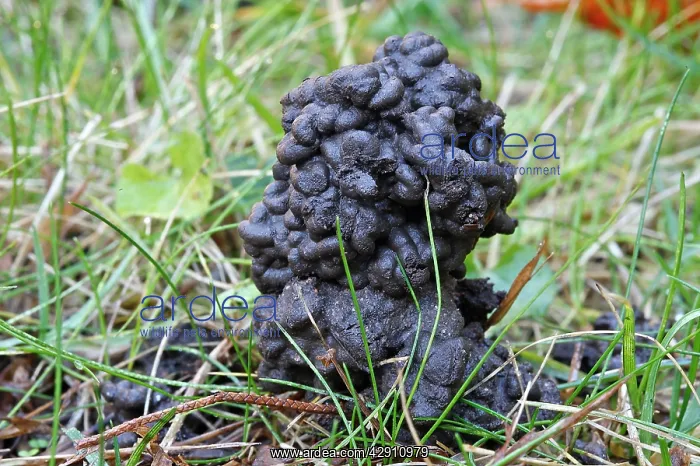 : Common Earthworm - worm cast : Common Earthworm - worm cast