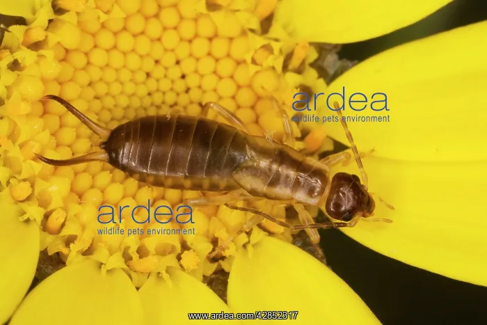 : Common Earwig - in corn marigold (Chrysanthemum segetum) : Common Earwig - in corn marigold (Chrysanthemum segetum)