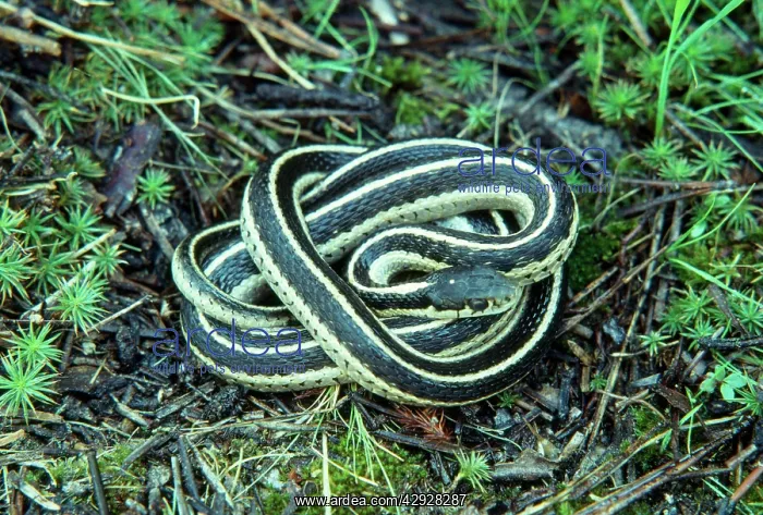  : Common  /  Eastern Garter Snake