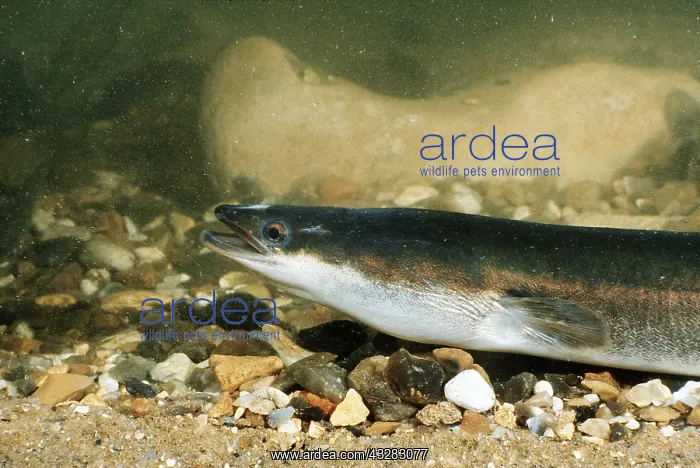 : Common Eel : Common Eel