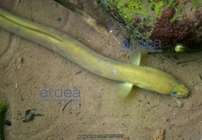: Common Eel - Adult : Common Eel - Adult