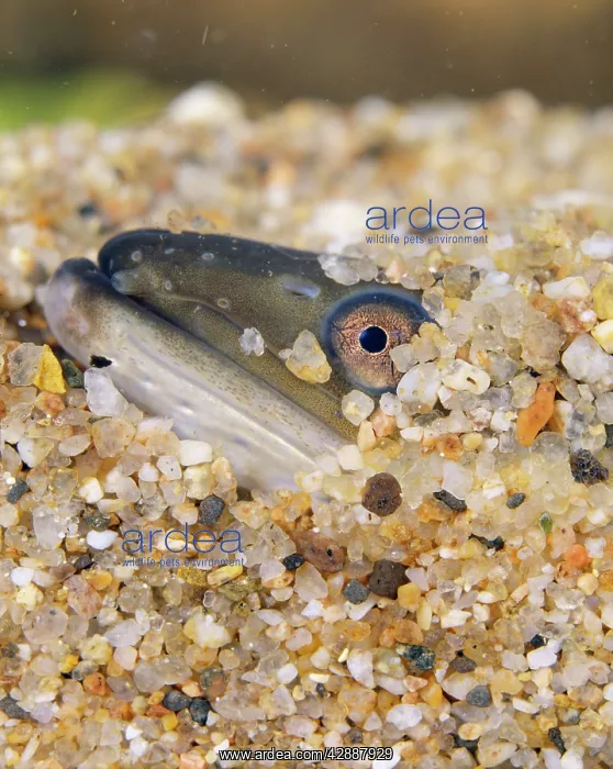  : Common Eel - buried, head showing