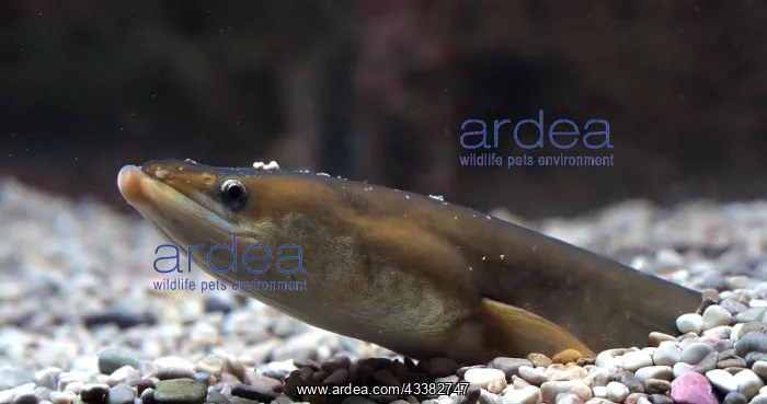 : Common Eel or European Eel (anguilla anguilla) : Common Eel or European Eel (anguilla anguilla)