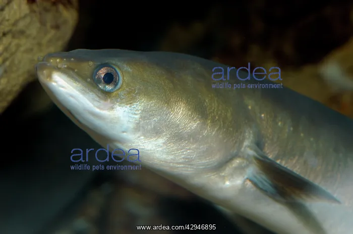 : Common Eel - European freshwaters, but then migrates : Common Eel - European freshwaters, but then migrates