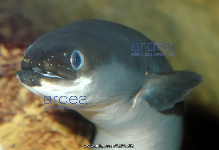 : Common Eel - European freshwaters, but then migrates : Common Eel - European freshwaters, but then migrates