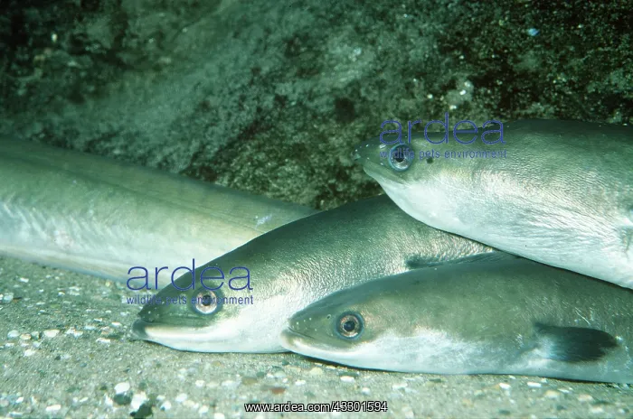 : Common Eel - group : Common Eel - group