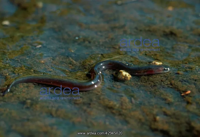 : Common EEL - young migrating : Common EEL - young migrating