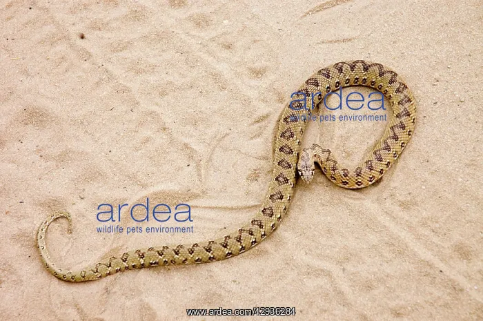 : Common Egg-eater Snake basking in roadway : Common Egg-eater Snake basking in roadway