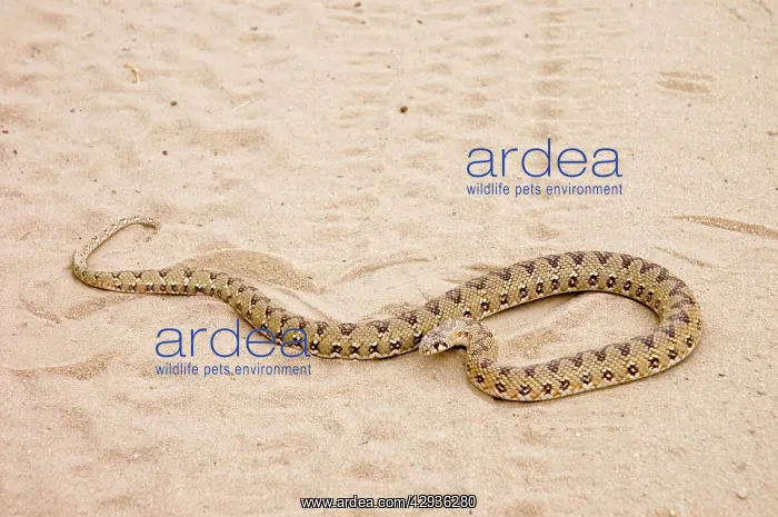 : Common Egg-eating Snake basking in roadway : Common Egg-eating Snake basking in roadway
