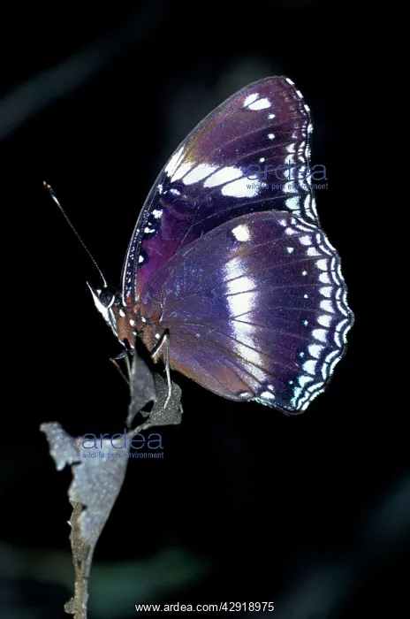 : Common Eggfly Butterfly : Common Eggfly Butterfly