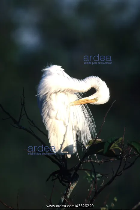 : COMMON EGRET - preening : COMMON EGRET - preening