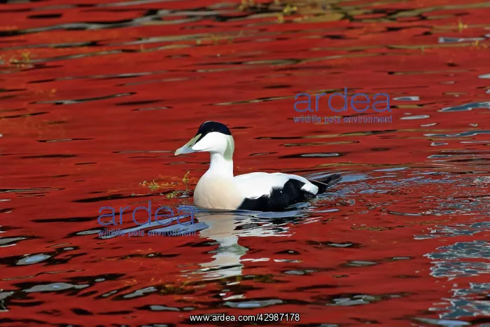 : Common Eider : Common Eider